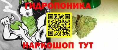 гашик Кингисепп